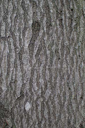 Fagus sylvatica \ Rot-Buche / Beech, D Odenwald, Rimbach 24.10.2022