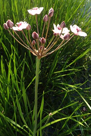 Butomus umbellatus \ Doldige Schwanenblume / Flowering Rush, D Rh&ouml;n,  Bischofsheim 21.6.2023
