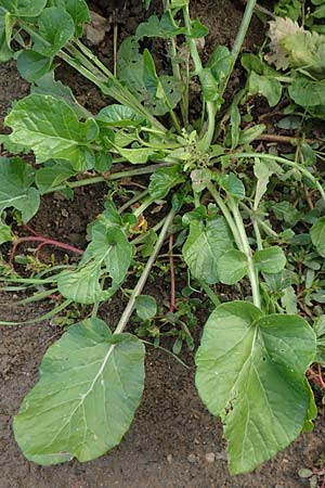 Barbarea vulgaris \ Gew&ouml;hnliches Barbarakraut / Winter Cress, D Mannheim 5.10.2015