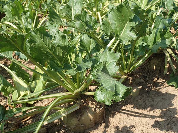 Beta vulgaris var. vulgaris \ Futter-R�be, Zucker-R�be / Beet, D Obernburg am Main 10.9.2016