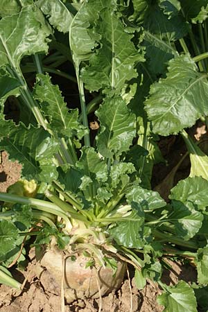 Beta vulgaris var. vulgaris \ Futter-R�be, Zucker-R�be / Beet, D Obernburg am Main 10.9.2016