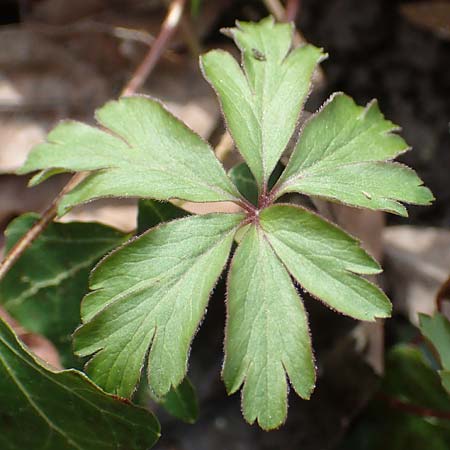 Anemone nemorosa \ Busch-Windr&ouml;schen / Wood Anemone, D Mannheim 11.3.2017