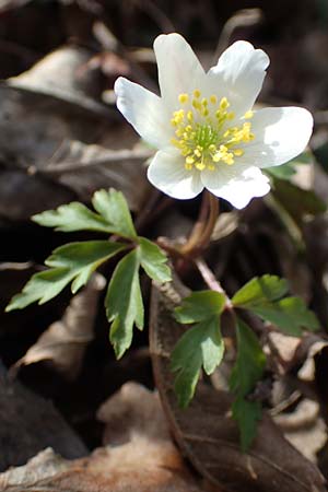 Anemone nemorosa, Busch-Windröschen Anemone nemorosa, Busch-Windröschen