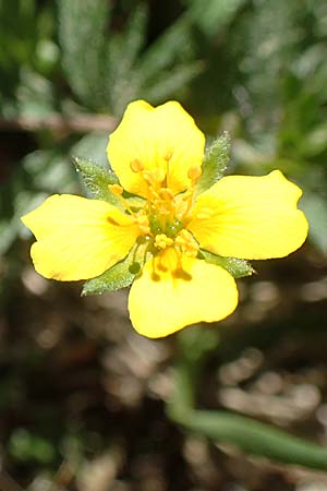 Potentilla erecta \ Blutwurz / Tormentil, D Ober-Roden 7.5.2018