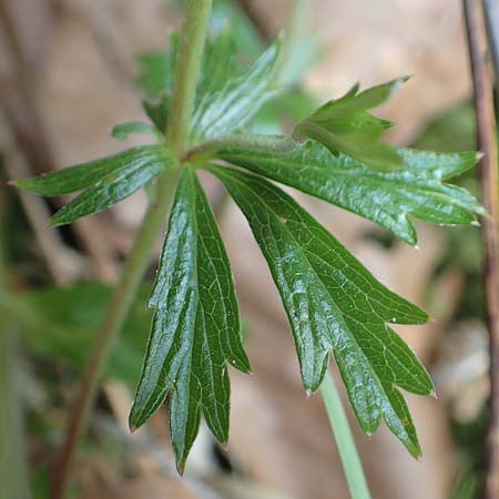 Potentilla erecta \ Blutwurz / Tormentil, D Odenwald, Grasellenbach 26.5.2019