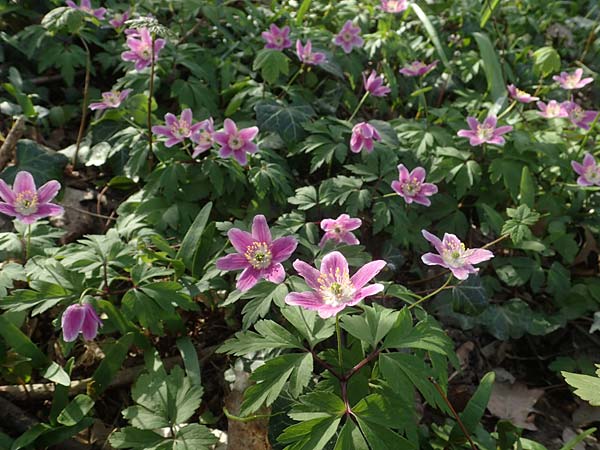 Anemone nemorosa \ Busch-Windr&ouml;schen / Wood Anemone, D Mannheim 9.4.2021