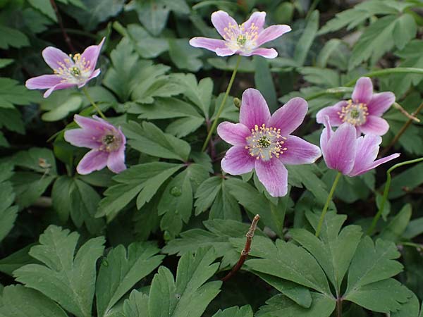 Anemone nemorosa \ Busch-Windr&ouml;schen / Wood Anemone, D Mannheim 9.4.2021