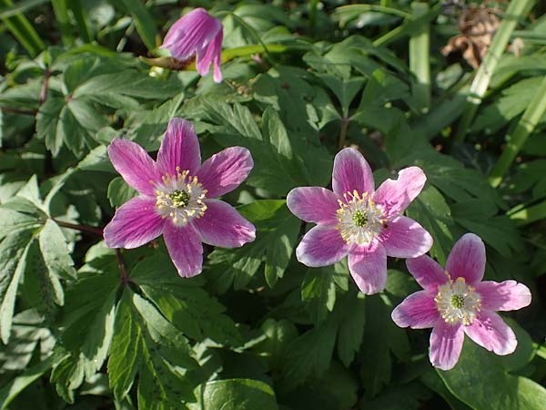 Anemone nemorosa \ Busch-Windr&ouml;schen / Wood Anemone, D Mannheim 9.4.2021