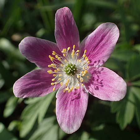 Anemone nemorosa \ Busch-Windr&ouml;schen / Wood Anemone, D Mannheim 9.4.2021