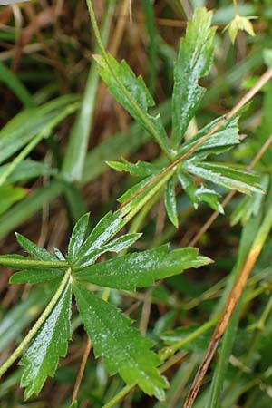 Potentilla erecta \ Blutwurz / Tormentil, D Neum&uuml;nster, Dosenmoor 16.9.2021