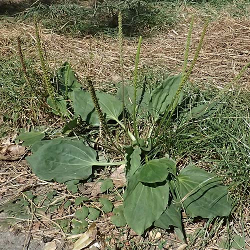 Plantago major \ Breit-Wegerich, Gro&szlig;er Wegerich / Greater Plantain, D Mannheim 27.8.2024