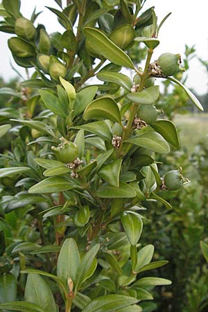 Buxus sempervirens \ Gew�hnlicher Buchsbaum / Boxtree, D Neuleiningen 12.6.2007