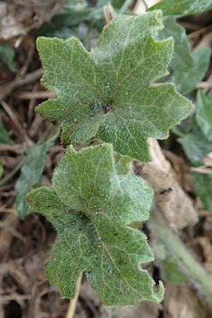 Bryonia dioica \ Rotfr�chtige Zaunr�be / Red-Berried Bryony, D Weinheim an der Bergstra&szlig;e 10.11.2018