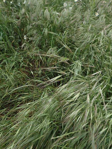 Bromus sterilis \ Taube Trespe / Poverty Brome, D Mannheim 5.5.2019