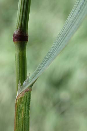 Bromus sterilis \ Taube Trespe / Poverty Brome, D Mannheim 5.5.2019