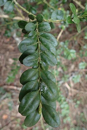 Buxus sempervirens \ Gew�hnlicher Buchsbaum / Boxtree, D Elmstein 6.4.2022