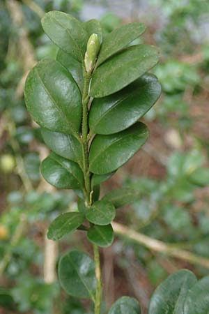 Buxus sempervirens \ Gew�hnlicher Buchsbaum / Boxtree, D Elmstein 6.4.2022
