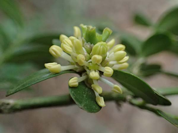 Buxus sempervirens \ Gew�hnlicher Buchsbaum / Boxtree, D Elmstein 6.4.2022