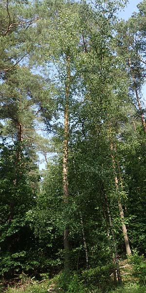 Betula x aurata / Hybrid Birch, D Teverener Heide 19.6.2022