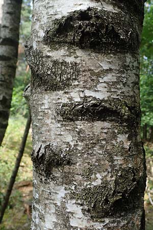 Betula x aurata / Hybrid Birch, D Teverener Heide 19.6.2022
