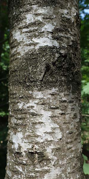 Betula x aurata / Hybrid Birch, D Teverener Heide 19.6.2022