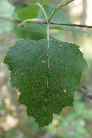 Betula x aurata / Hybrid Birch, D Teverener Heide 19.6.2022