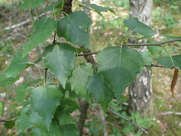 Betula x aurata / Hybrid Birch, D Teverener Heide 19.6.2022