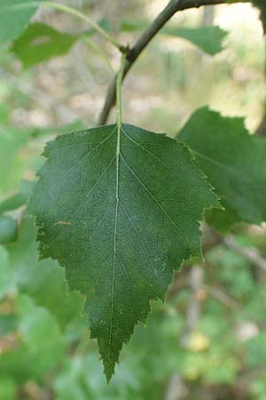 Betula x aurata / Hybrid Birch, D Teverener Heide 19.6.2022
