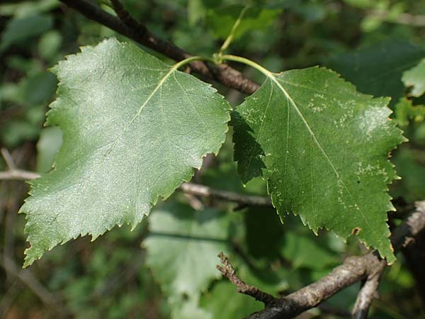 Betula x aurata / Hybrid Birch, D Teverener Heide 19.6.2022