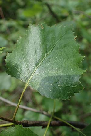 Betula x aurata / Hybrid Birch, D Teverener Heide 19.6.2022