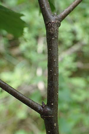 Betula x aurata / Hybrid Birch, D Teverener Heide 19.6.2022