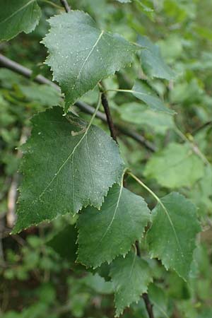 Betula x aurata / Hybrid Birch, D Teverener Heide 19.6.2022