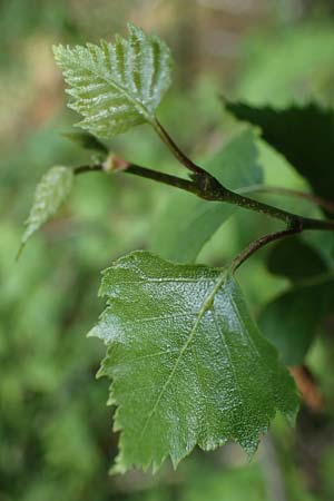 Betula x aurata / Hybrid Birch, D Teverener Heide 19.6.2022