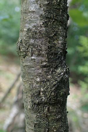 Betula x aurata / Hybrid Birch, D Teverener Heide 19.6.2022