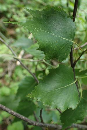 Betula x aurata / Hybrid Birch, D Teverener Heide 19.6.2022