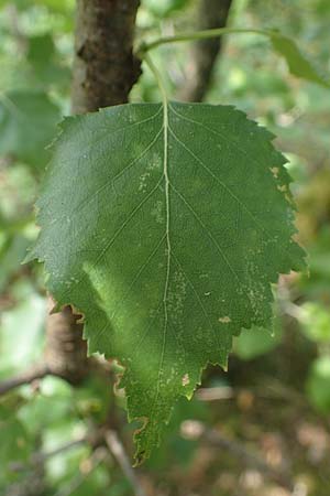 Betula x aurata / Hybrid Birch, D Teverener Heide 19.6.2022