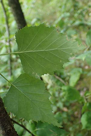 Betula x aurata / Hybrid Birch, D Teverener Heide 19.6.2022