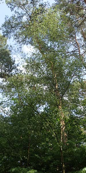 Betula x aurata / Hybrid Birch, D Teverener Heide 19.6.2022