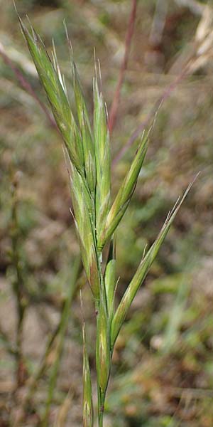 Bromus carinatus \ Gekielte Trespe, Platt�hren-Trespe / Mountain Brome, California Brome, D Odenwald, Erbach 17.7.2022