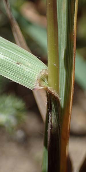 Bromus carinatus \ Gekielte Trespe, Platt�hren-Trespe / Mountain Brome, California Brome, D Odenwald, Erbach 17.7.2022
