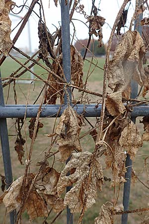 Bryonia dioica \ Rotfr�chtige Zaunr�be / Red-Berried Bryony, D Weinheim an der Bergstra&szlig;e 10.11.2018