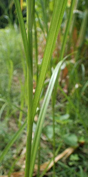Bolboschoenus yagara \ Verkannte Strandsimse / River Bulrush, D Germersheim 17.8.2021