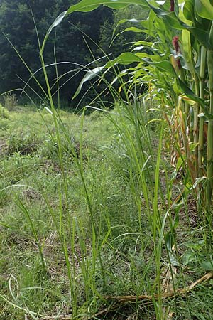 Bolboschoenus yagara \ Verkannte Strandsimse / River Bulrush, D Germersheim 17.8.2021