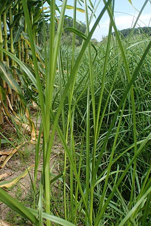 Bolboschoenus yagara \ Verkannte Strandsimse / River Bulrush, D Germersheim 17.8.2021