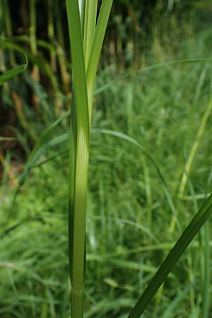 Bolboschoenus yagara \ Verkannte Strandsimse / River Bulrush, D Germersheim 17.8.2021