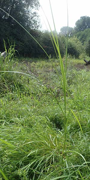 Bolboschoenus yagara \ Verkannte Strandsimse / River Bulrush, D Germersheim 17.8.2021