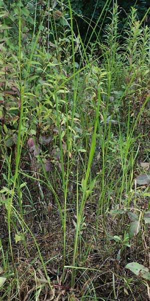 Bolboschoenus yagara \ Verkannte Strandsimse / River Bulrush, D Germersheim 17.8.2021