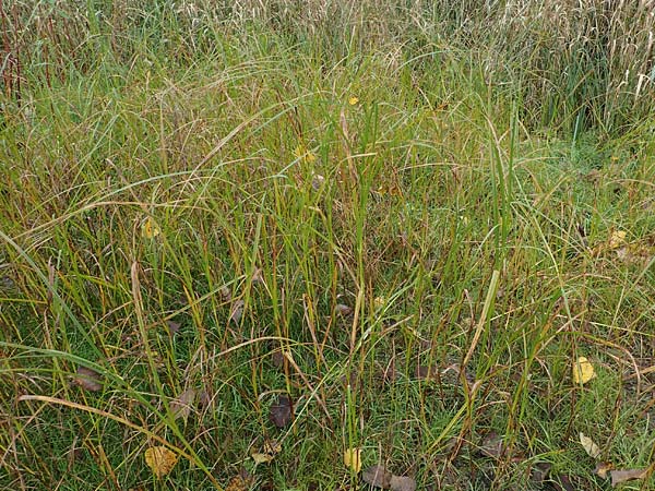 Bolboschoenus yagara \ Verkannte Strandsimse / River Bulrush, D Germersheim 15.10.2021