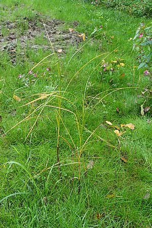 Bolboschoenus yagara \ Verkannte Strandsimse / River Bulrush, D Germersheim 6.10.2022