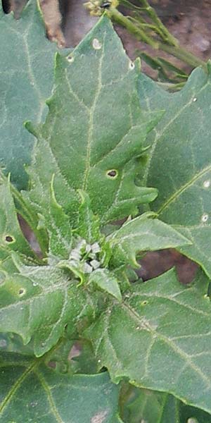Chenopodium rhombifolium \ S�gebl�ttriger G�nsefu� / Serrate-Leaved Goosefoot, D Mannheim 18.6.2009